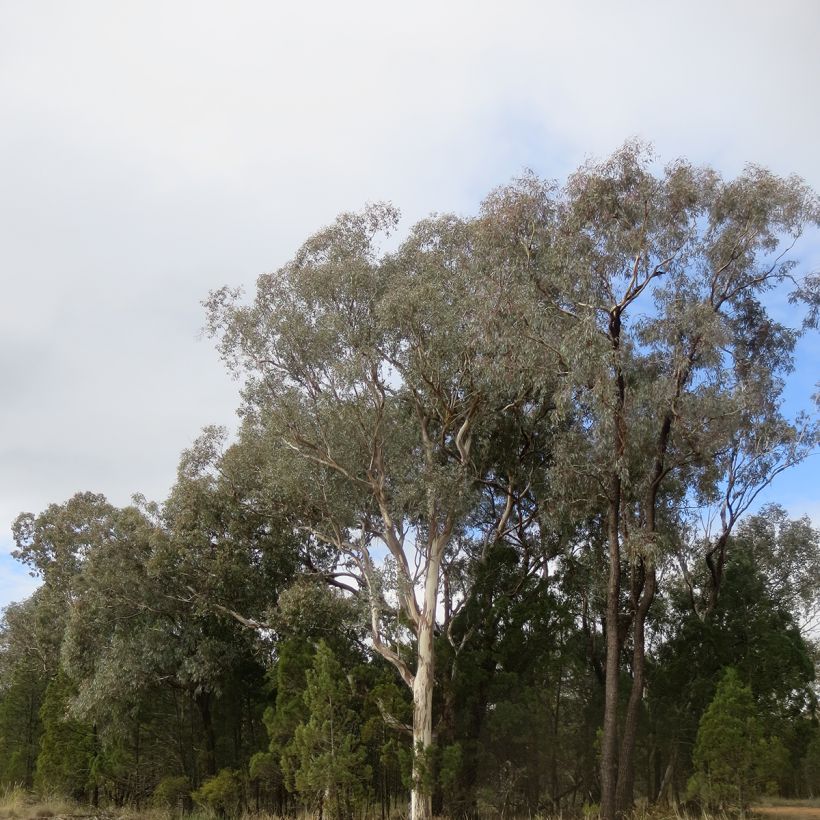Eucalyptus polyanthemos (Wuchs)