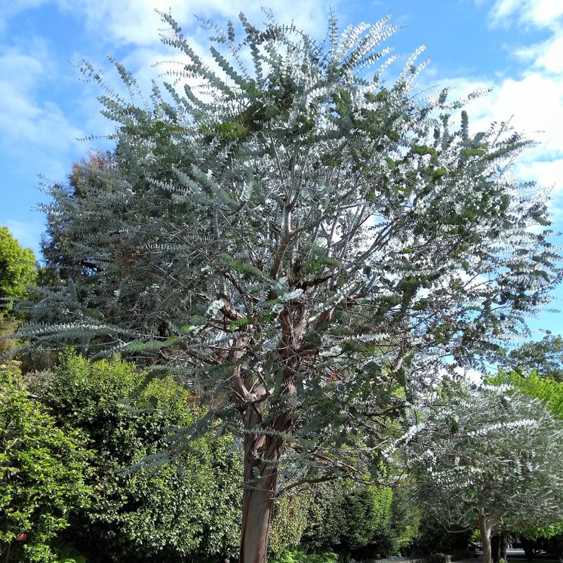 Eucalyptus pulverulenta (Wuchs)