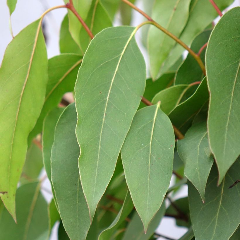 Eucalyptus regnans - Riesen-Eukalyptus (Foliage)