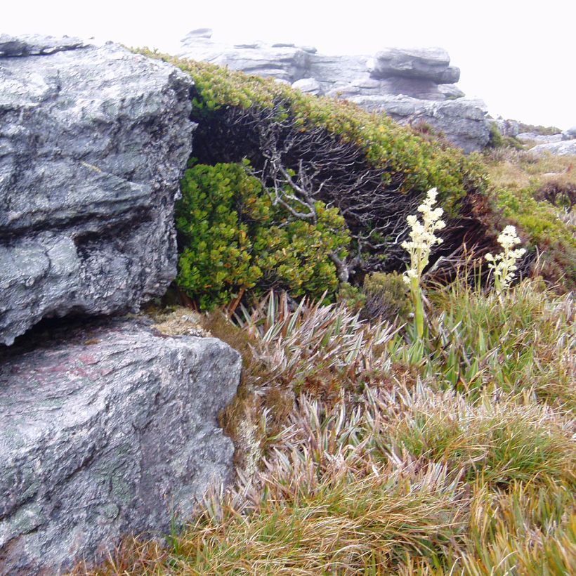 Eucalyptus vernicosa (Plant habit)