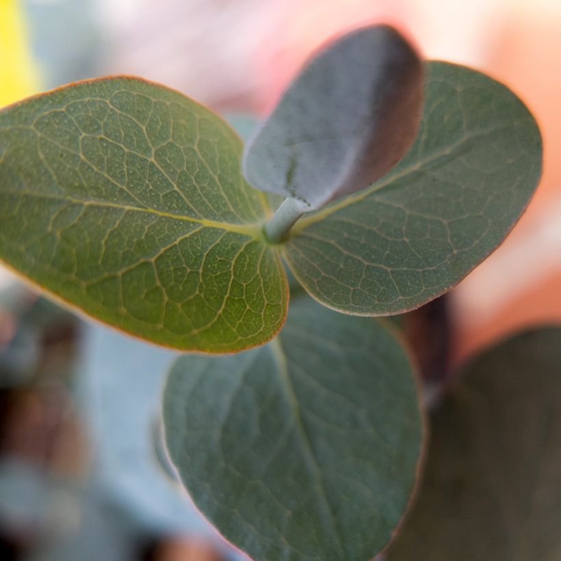 Eucalyptus pulverulenta Baby Blue Spiral (Samen) (Laub)