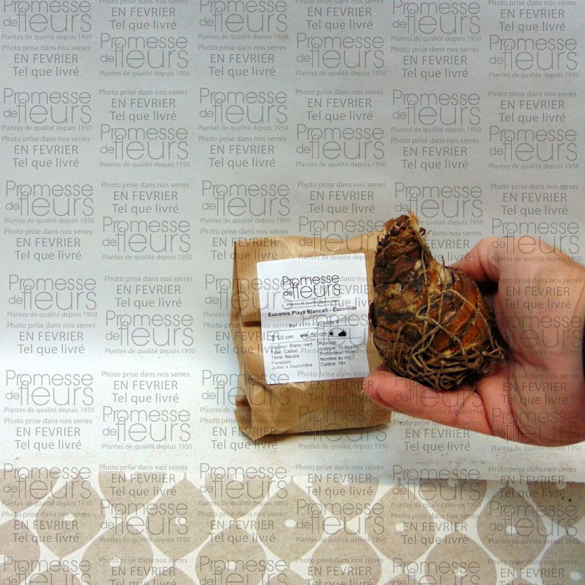 Example of Eucomis Playa Blanca - Schopflilie Zwiebel Kaliber/Größe 18/20 as you get