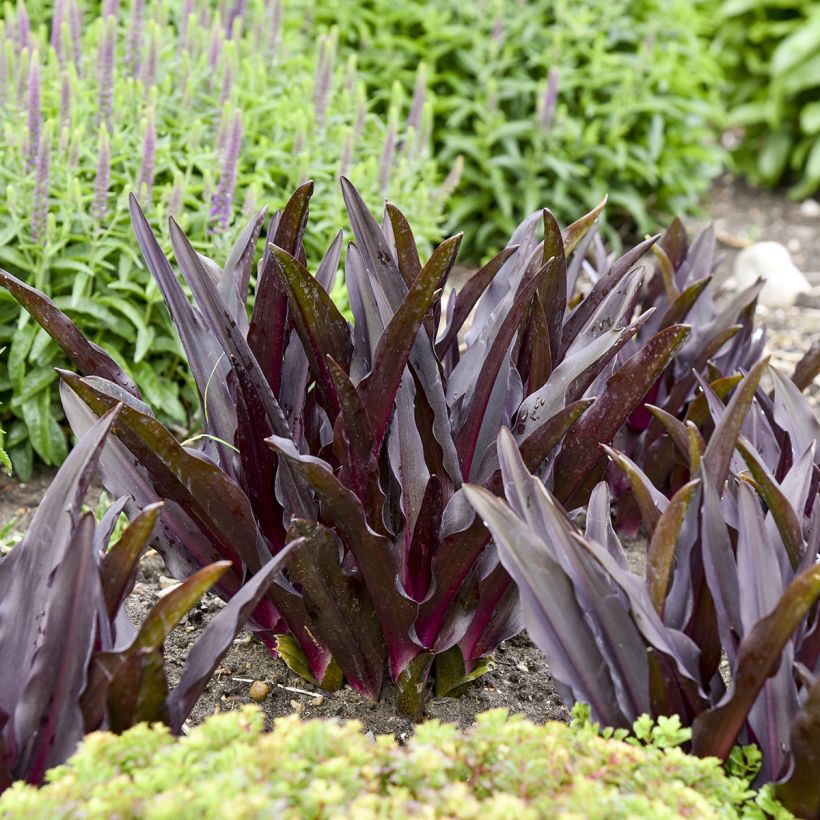Eucomis Purple Reign - Fleur ananas (Laub)