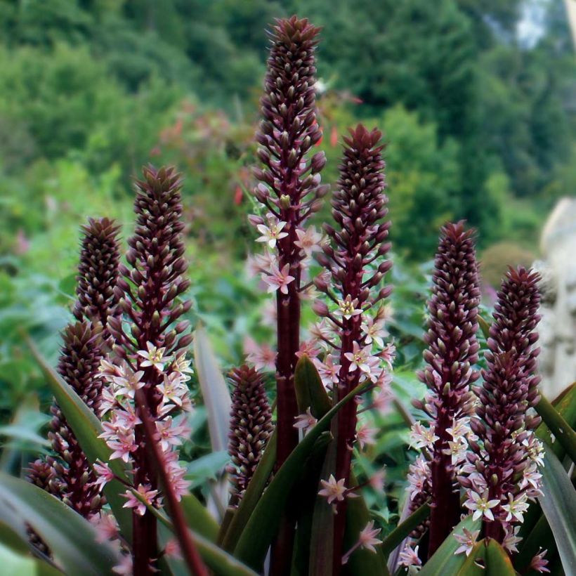Eucomis comosa Sparkling Rosy - Schopflilie (Plant habit)