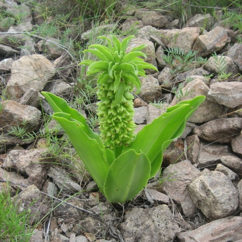 Eucomis autumnalis - Schopflilie (Wuchs)