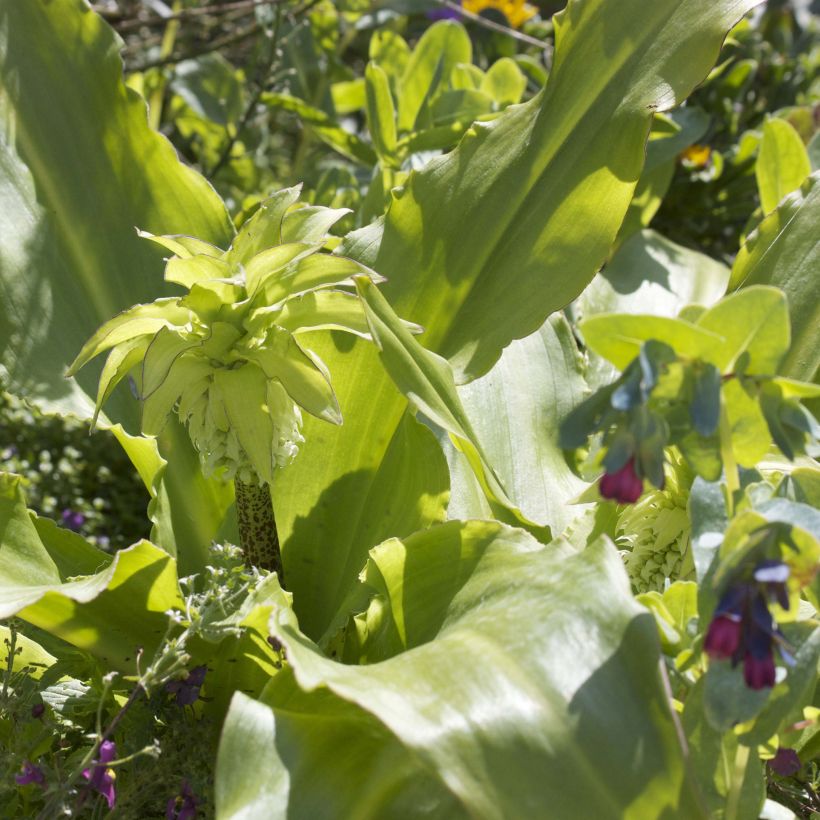 Eucomis bicolor - Schopflilie (Foliage)