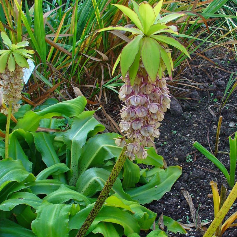 Eucomis bicolor - Schopflilie (Plant habit)