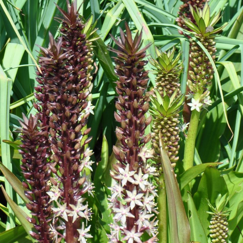 Eucomis comosa Sparkling Burgundy - Schopflilie (Plant habit)