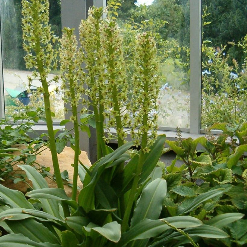 Eucomis pallidiflora subsp. pole-evansii Ssp. Pole-evansii - Schopflilie (Wuchs)