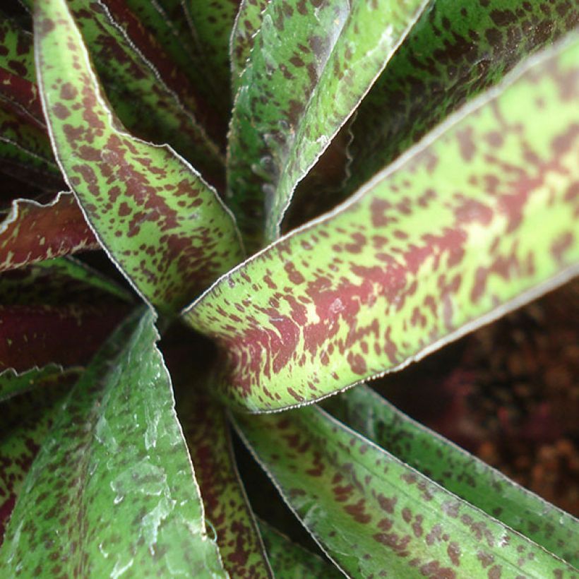 Eucomis vandermerwei - Schopflilie (Foliage)