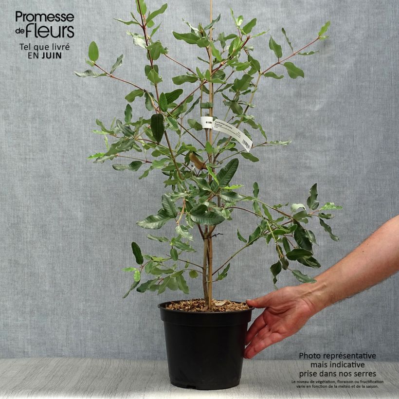 Exemplar von Eucryphia intermedia Rostrevor - Eucryphie Topf mit 3L/4L wie im Sommer geliefert