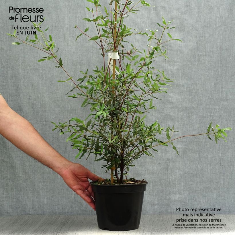 Exemplar von Eucryphia lucida Ballerina - Eucryphie Topf mit 4L/5L wie im Sommer geliefert