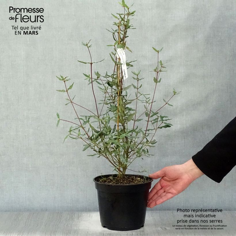 Example of Eucryphia lucida Ballerina - Eucryphie Topf mit 4L/5L as you get in printemps