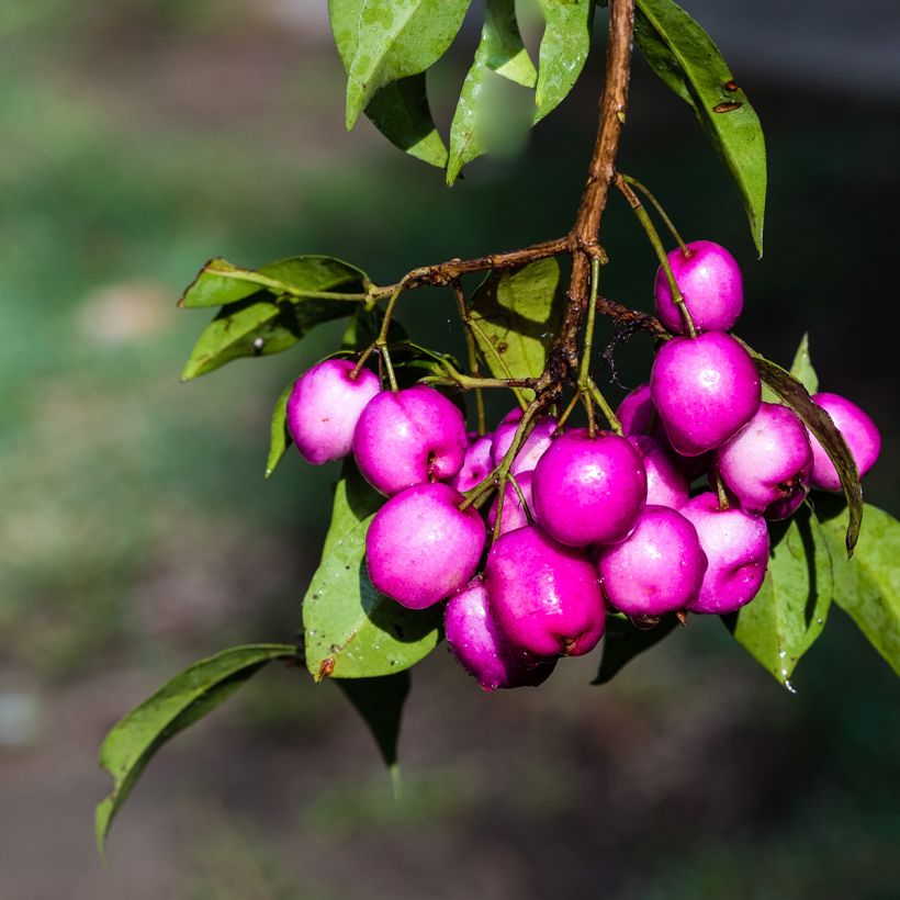 Eugenia uniflora Etna Fire - Eugenie (Harvest)