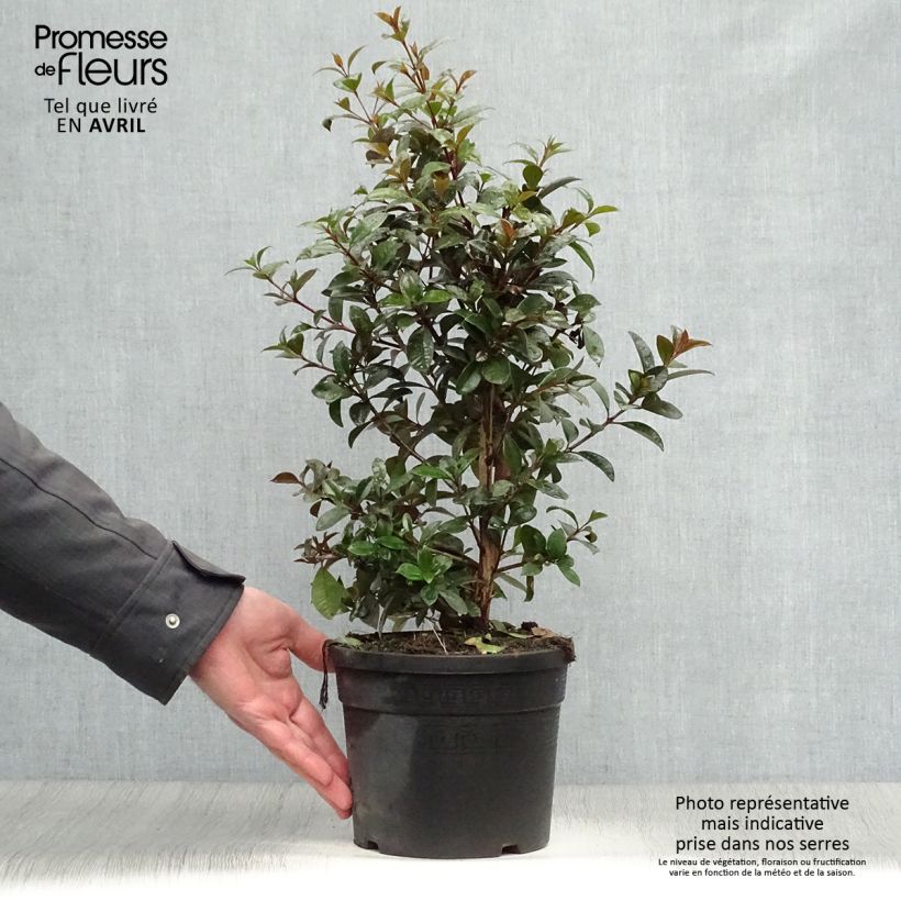Example of Eugenia uniflora Etna Fire - Eugenie Topf mit 3L/4L as you get in printemps