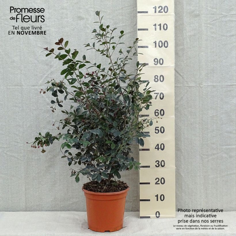 Exemplar von Eugenia uniflora Etna Fire - Eugenie Topf mit 7,5L/10L wie im Herbst geliefert
