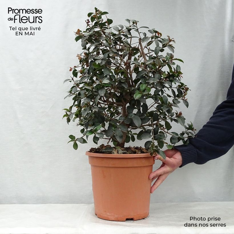Example of Eugenia uniflora Etna Fire - Eugenie Topf mit 7,5L/10L as you get in printemps