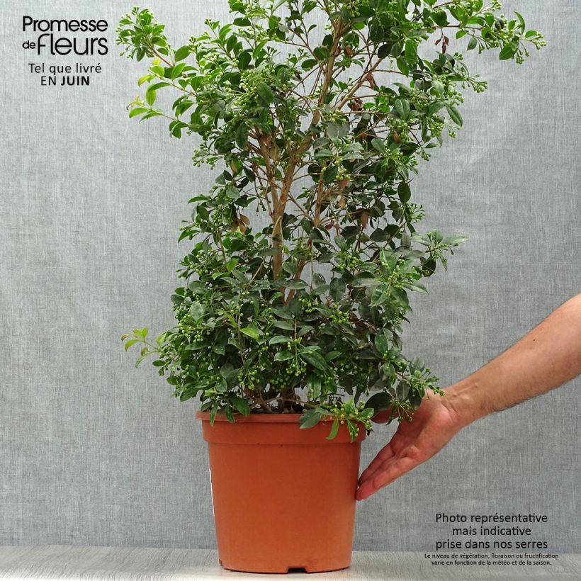 Exemplar von Eugenia myrtifolia New Port - Eugenie Topf mit 4L/5L wie im Sommer geliefert