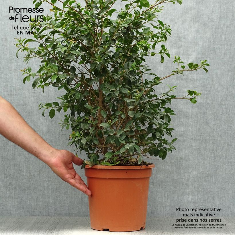 Example of Eugenia myrtifolia New Port - Eugenie Topf mit 4L/5L as you get in printemps