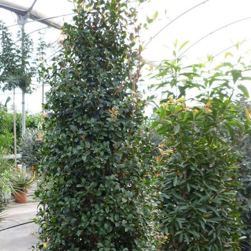 Eugenia myrtifolia New Port - Eugenie (Plant habit)