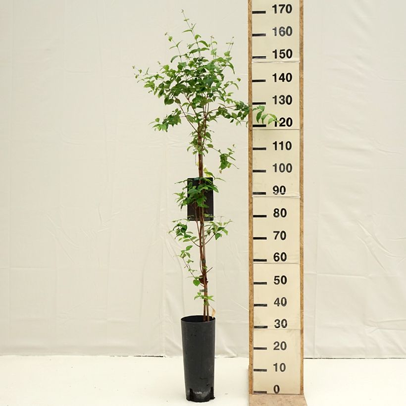 Exemplar von Eugenia uniflora - Eugenie Topf mit 6L/7L wie im Frühjahr geliefert