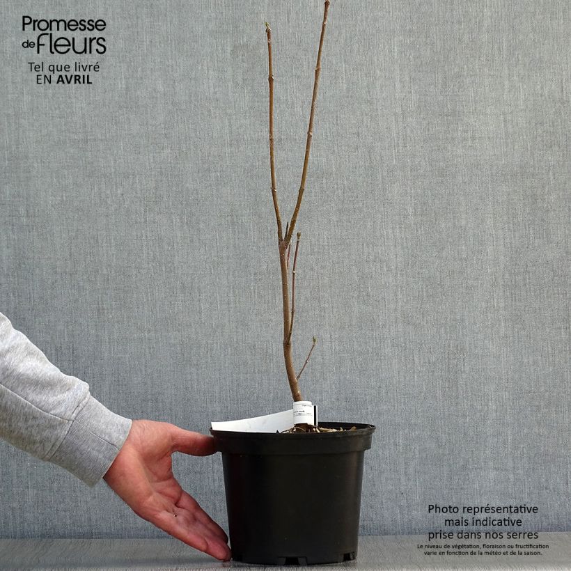 Example of Tetradium daniellii - Bienenbaum Topf mit 2L/3L as you get in printemps