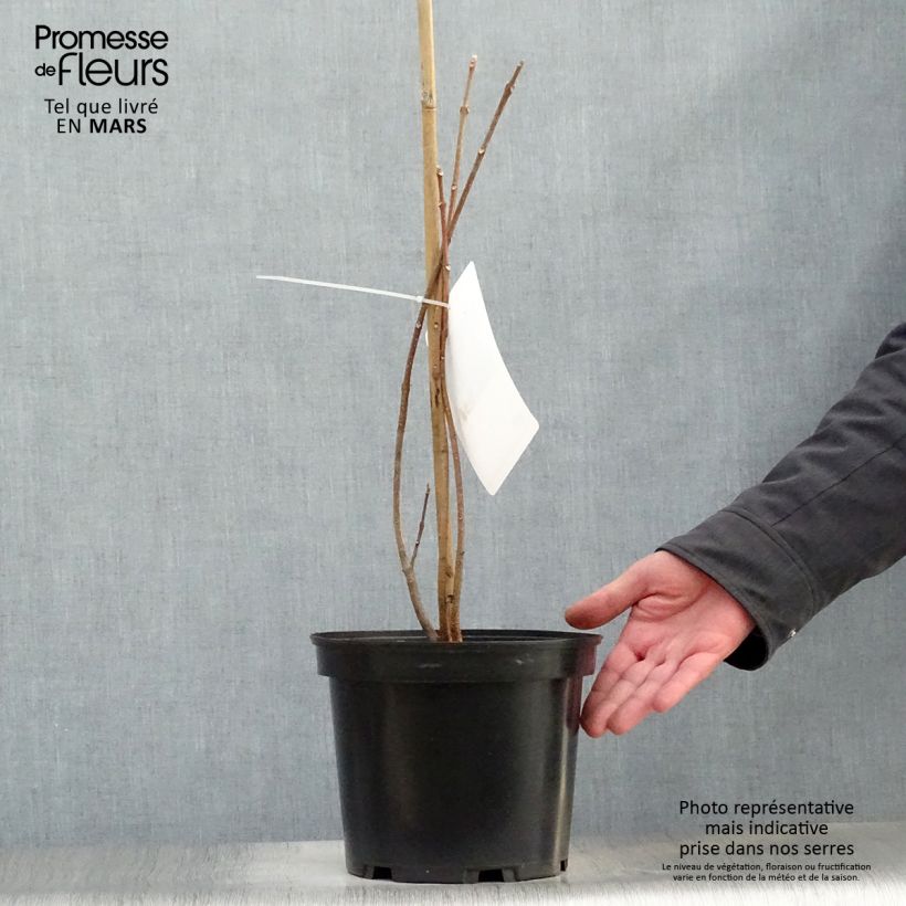 Example of Tetradium daniellii - Bienenbaum Topf mit 4L/5L as you get in printemps