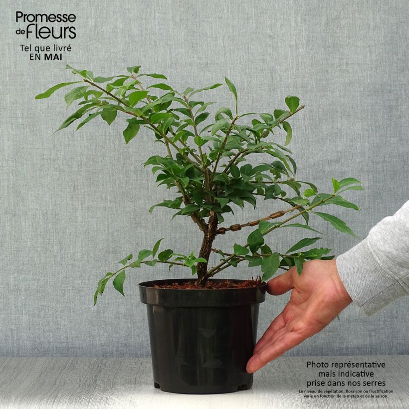 Example of Euonymus alatus - Pfaffenhütchen Topf mit 2L/3L as you get in printemps