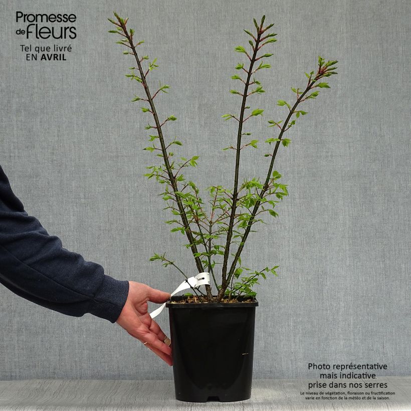 Example of Euonymus alatus Compactus - Pfaffenhütchen Topf mit 4L/5L as you get in printemps