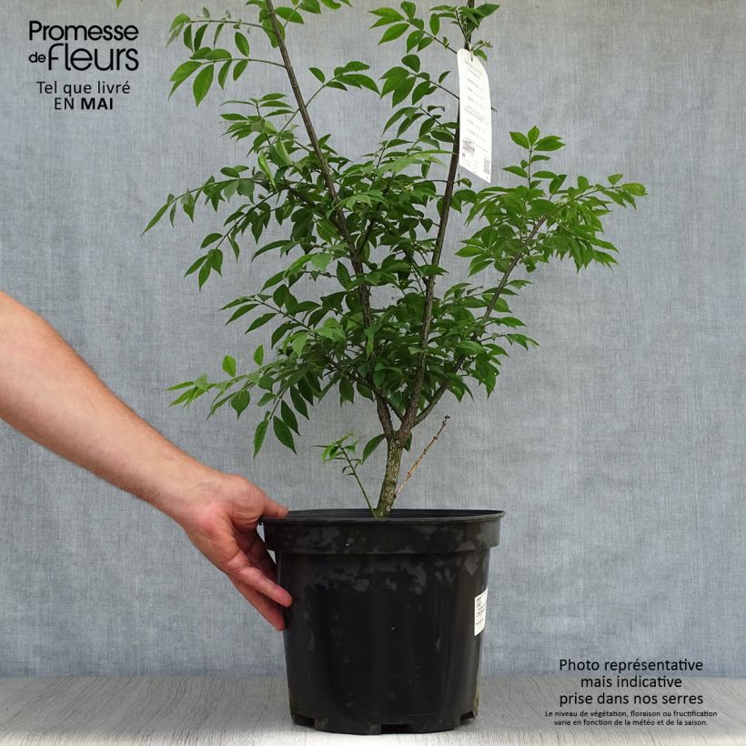Example of Euonymus alatus Compactus - Pfaffenhütchen Topf mit 7,5L/10L as you get in printemps