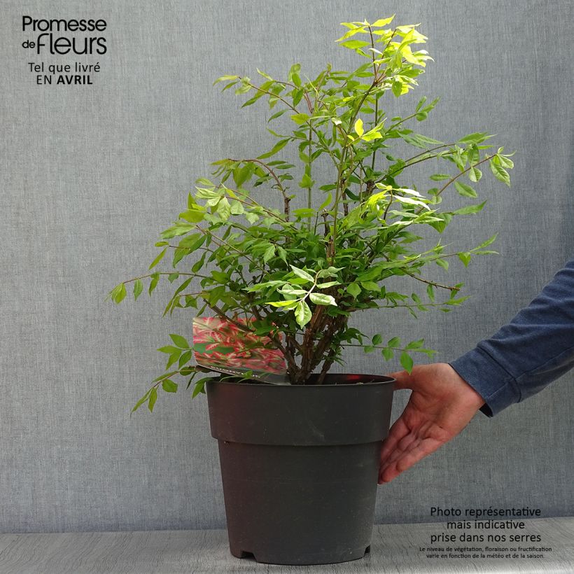 Example of Euonymus alatus - Pfaffenhütchen Topf mit 7,5L/10L as you get in printemps