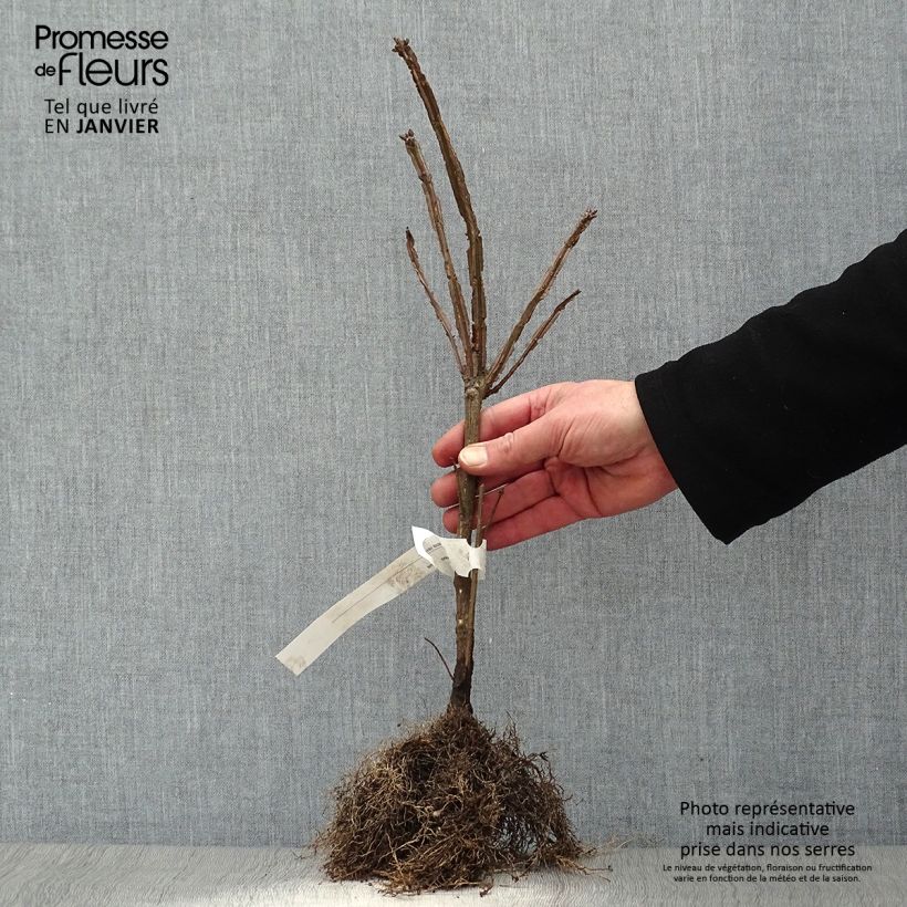 Example of Euonymus alatus - Pfaffenhütchen Wurzelnackt as you get in hiver