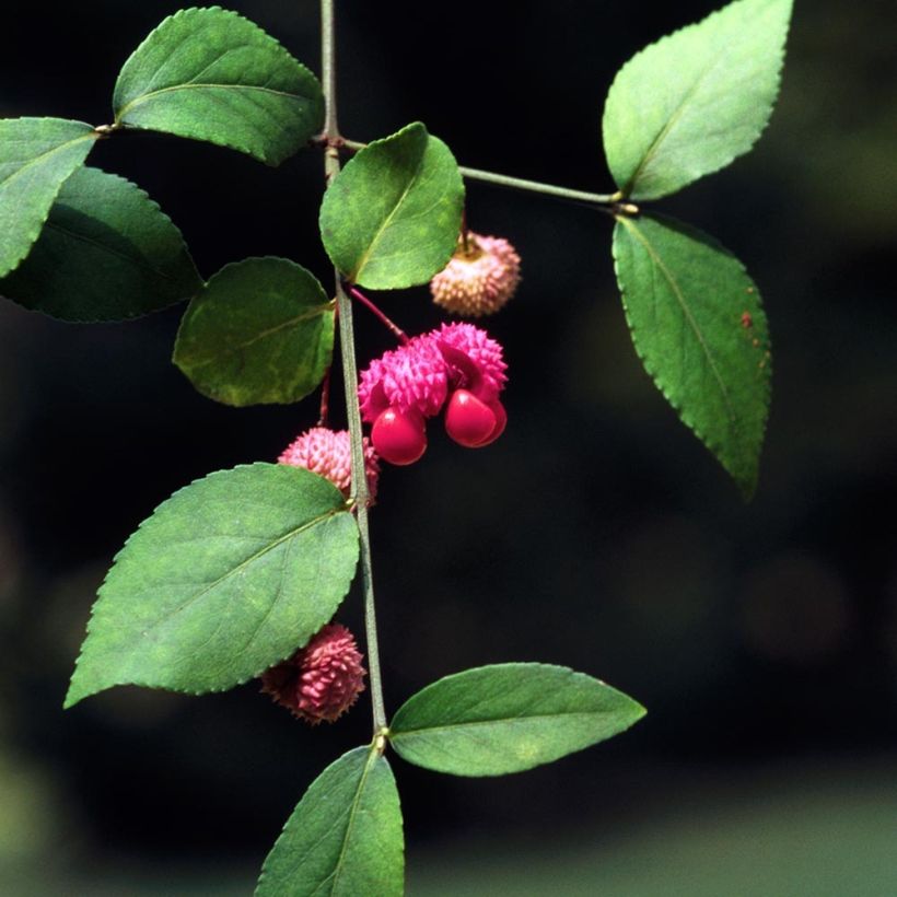 Euonymus americanus - Pfaffenhütchen (Laub)