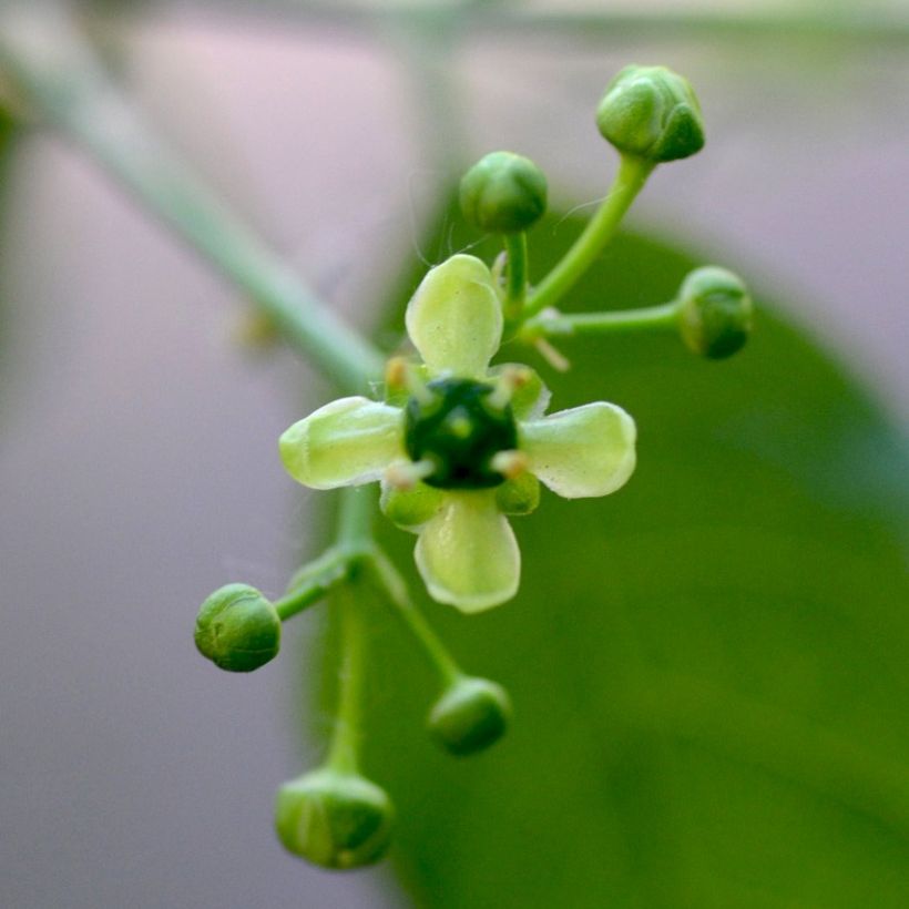 Euonymus europaeus - Pfaffenhütchen (Flowering)