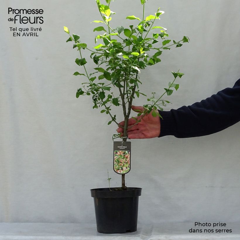 Example of Euonymus europaeus - Pfaffenhütchen Topf mit 7,5L/10L as you get in printemps