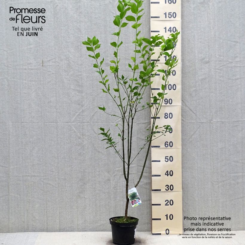 Exemplar von Euonymus europaeus - Pfaffenhütchen Topf mit 2L/3L wie im Sommer geliefert