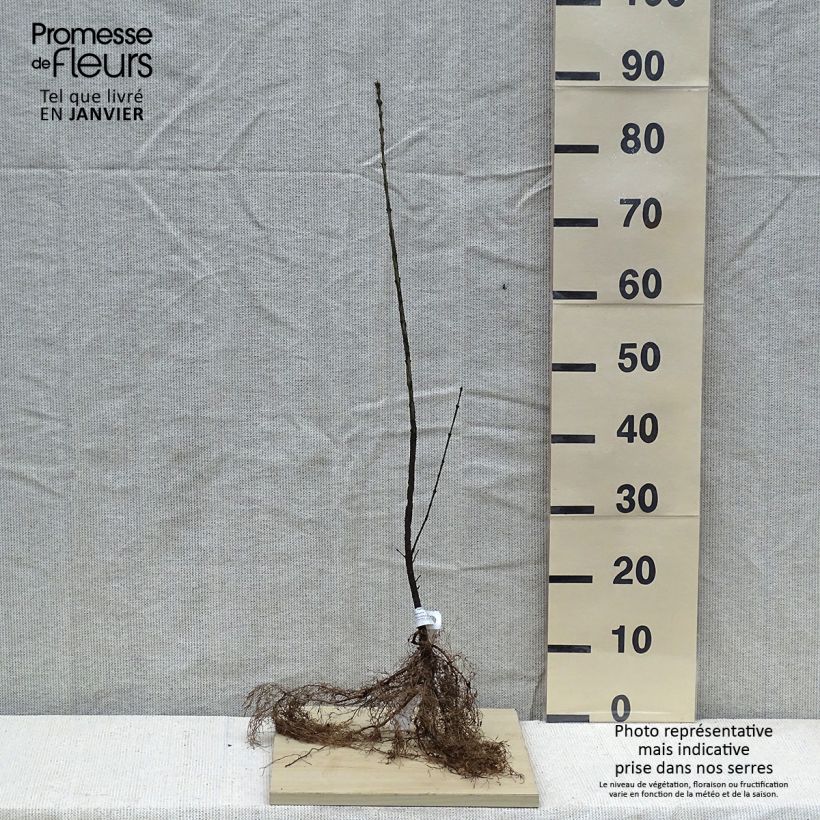 Example of Euonymus europaeus - Pfaffenhütchen Wurzelnackt as you get in hiver