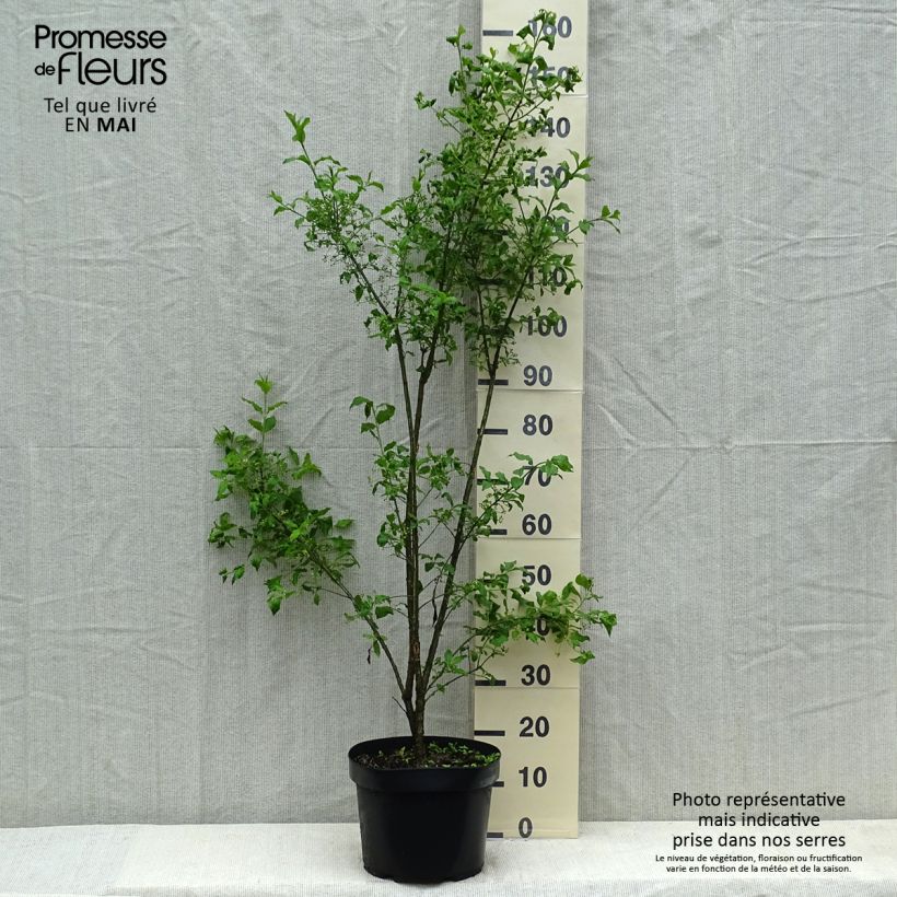 Exemplar von Euonymus europaeus - Pfaffenhütchen Topf mit 7,5L/10L wie im Sommer geliefert