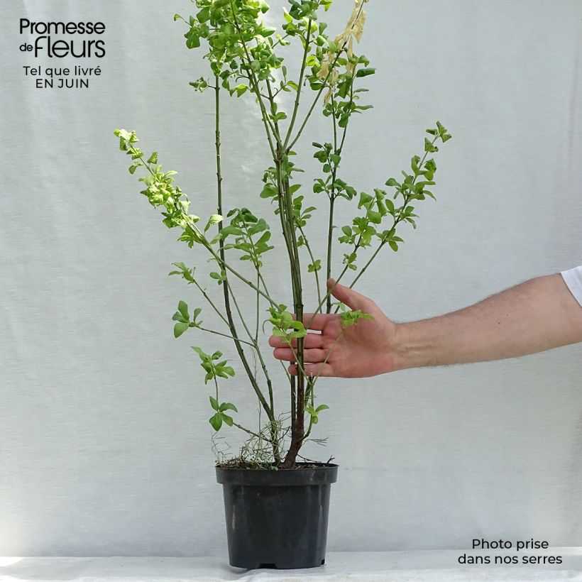 Exemplar von Pfaffenhütchen Red Cascade - Euonymus europaeus Topf mit 2L/3L wie im Sommer geliefert