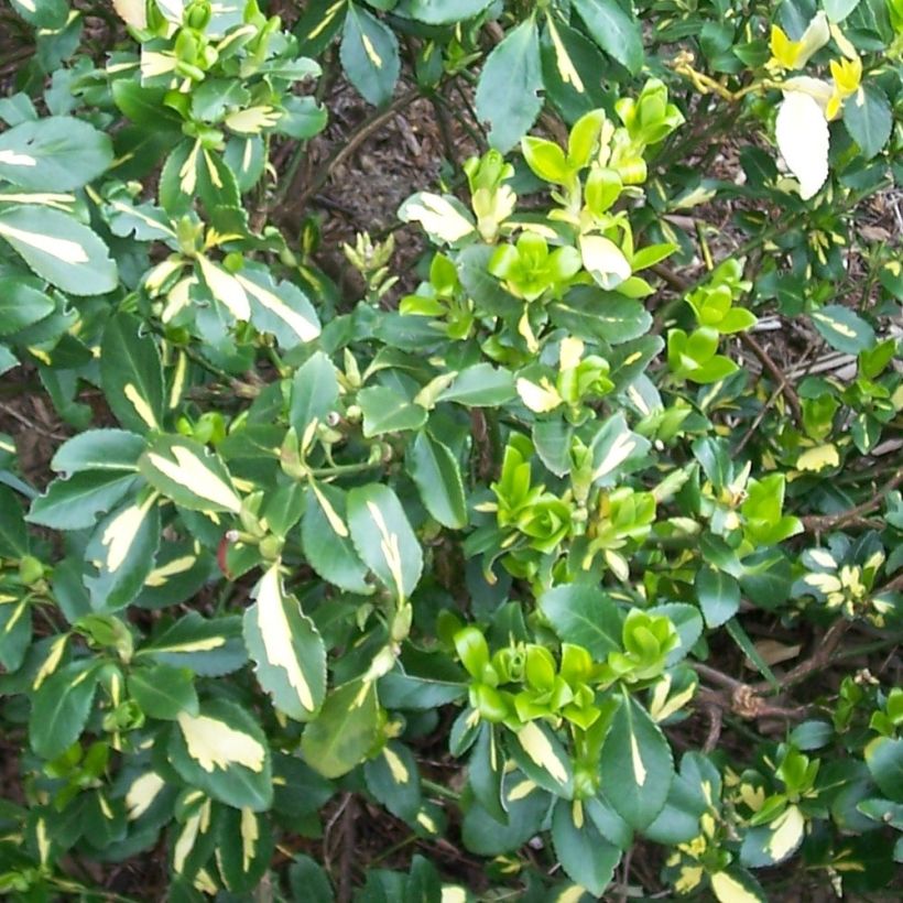 Spindelstrauch Blondy - Euonymus fortunei (Foliage)