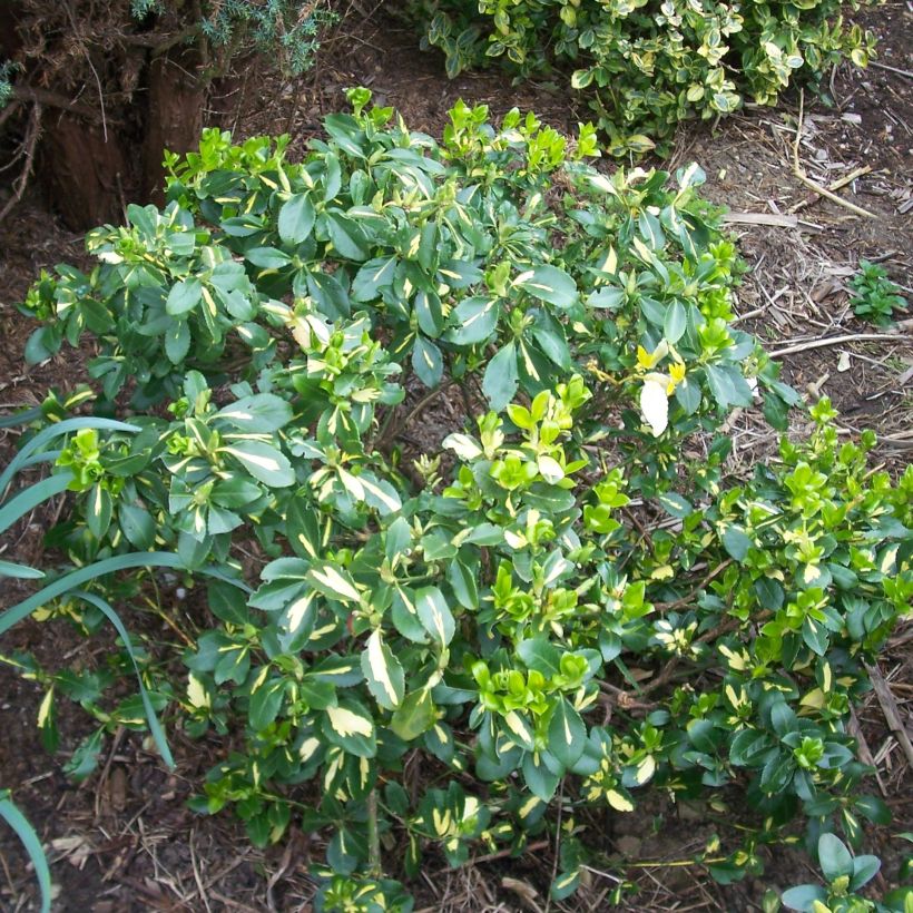 Spindelstrauch Blondy - Euonymus fortunei (Plant habit)