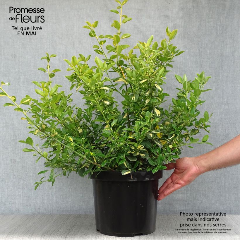 Example of Spindelstrauch Blondy - Euonymus fortunei Topf mit 7,5L/10L as you get in printemps