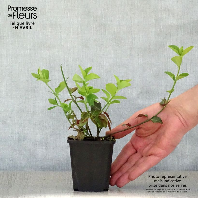 Example of Spindelstrauch Coloratus - Euonymus fortunei Kleine Töpfe von 8/9 cm as you get in printemps