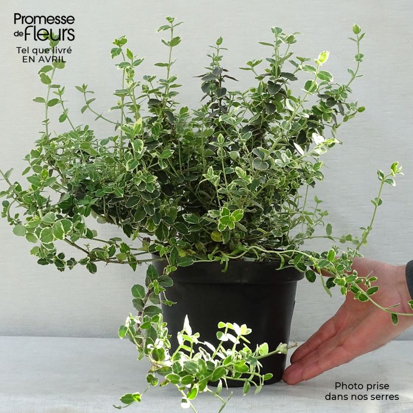 Example of Spindelstrauch Emerald Gaiety - Euonymus fortunei Topf mit 2L/3L as you get in printemps