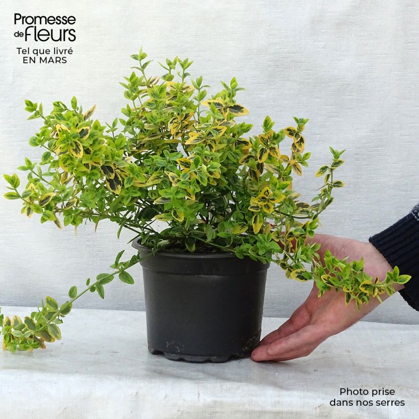 Example of Spindelstrauch Emerald 'n gold - Euonymus fortunei Topf mit 2L/3L as you get in printemps