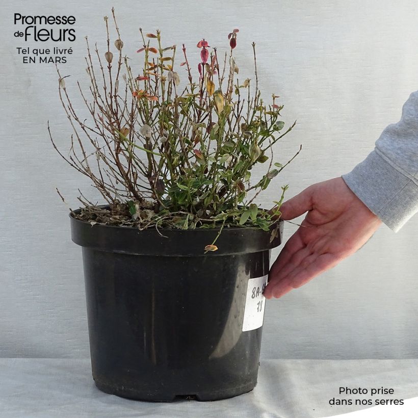 Example of Spindelstrauch Emerald 'n gold - Euonymus fortunei Topf mit 4L/5L as you get in printemps
