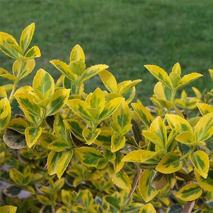 Spindelstrauch Emerald 'n gold - Euonymus fortunei (Foliage)