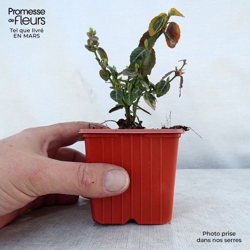 Example of Spindelstrauch Emerald 'n gold - Euonymus fortunei Kleine Töpfe von 8/9 cm as you get in printemps