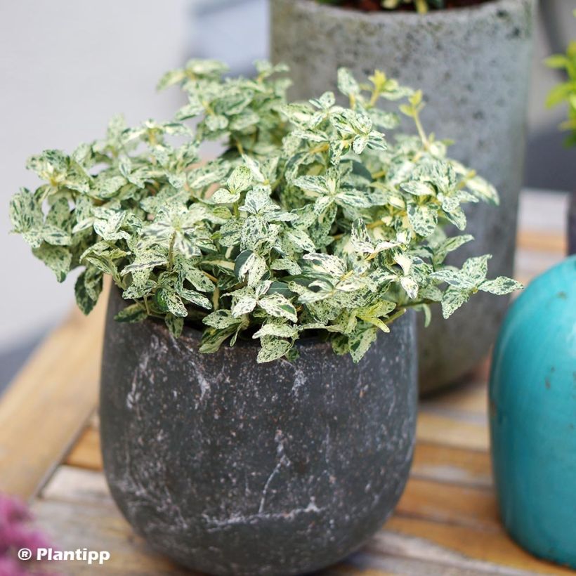 Spindelstrauch Golden Harlequin - Euonymus fortunei (Wuchs)