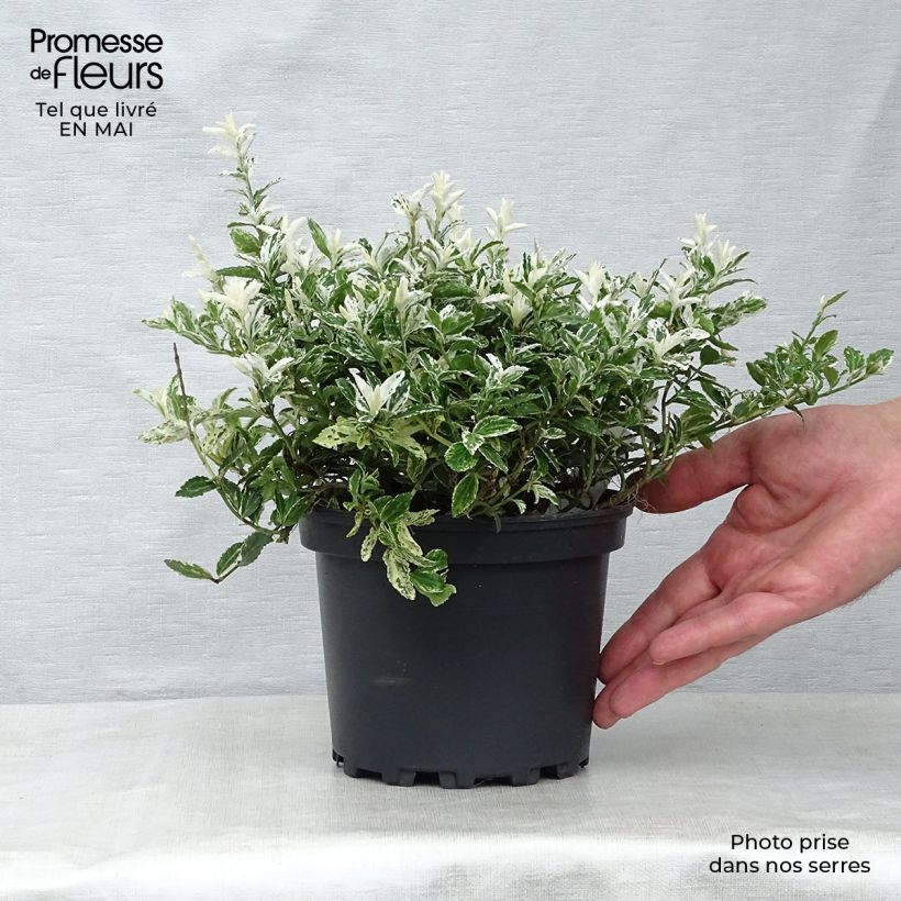 Exemplar von Spindelstrauch Harlequin - Euonymus fortunei Topf mit 2L/3L wie im Frühjahr geliefert